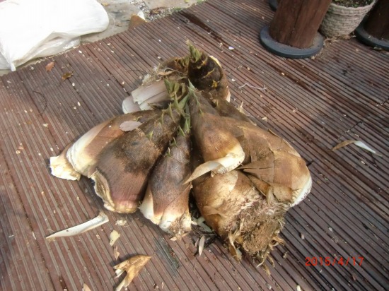 最後の筍 016.jpg