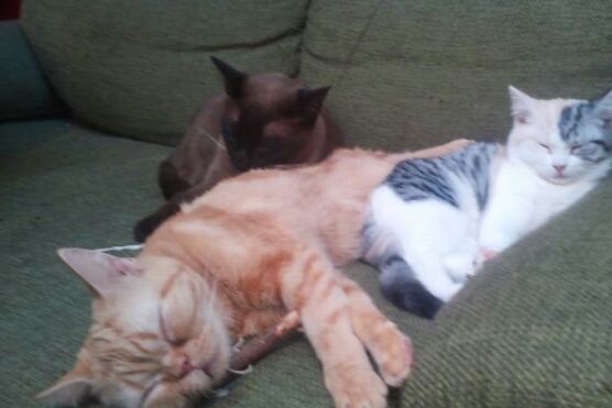 ねこ2.jpg