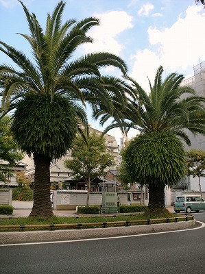 s-CIMG0387.jpg