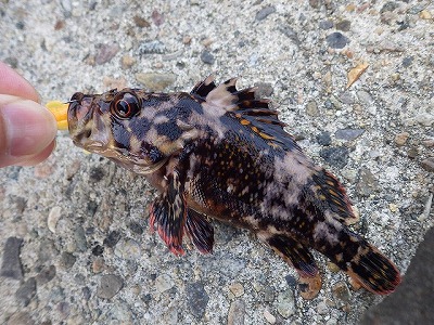 能登釣り05
