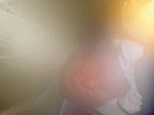 P9040582.gif