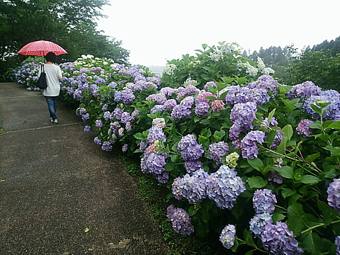IMG_20160604_155340.jpg