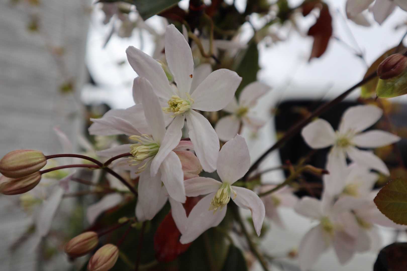 アーマンディ アップルブロッサム クレマチスの小庭 楽天ブログ