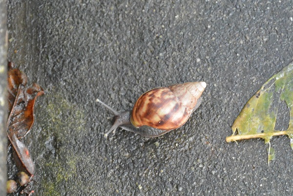 花蓮 巻貝のかたつむり?