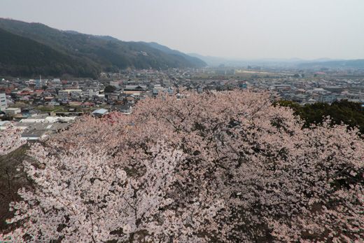 三次市 尾関山公園の桜 19 くり坊のひとりごと Blog版 楽天ブログ
