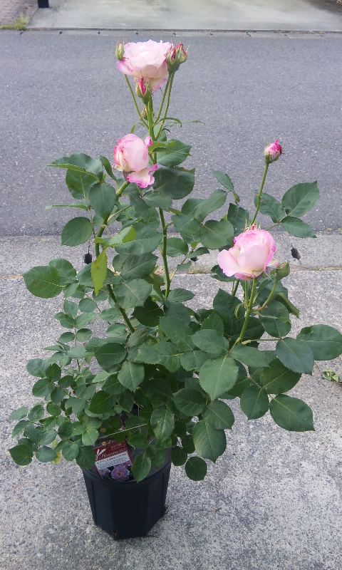 150528_1728~01.jpg