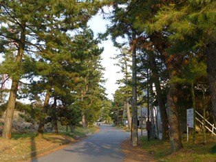 05_松並木.JPG