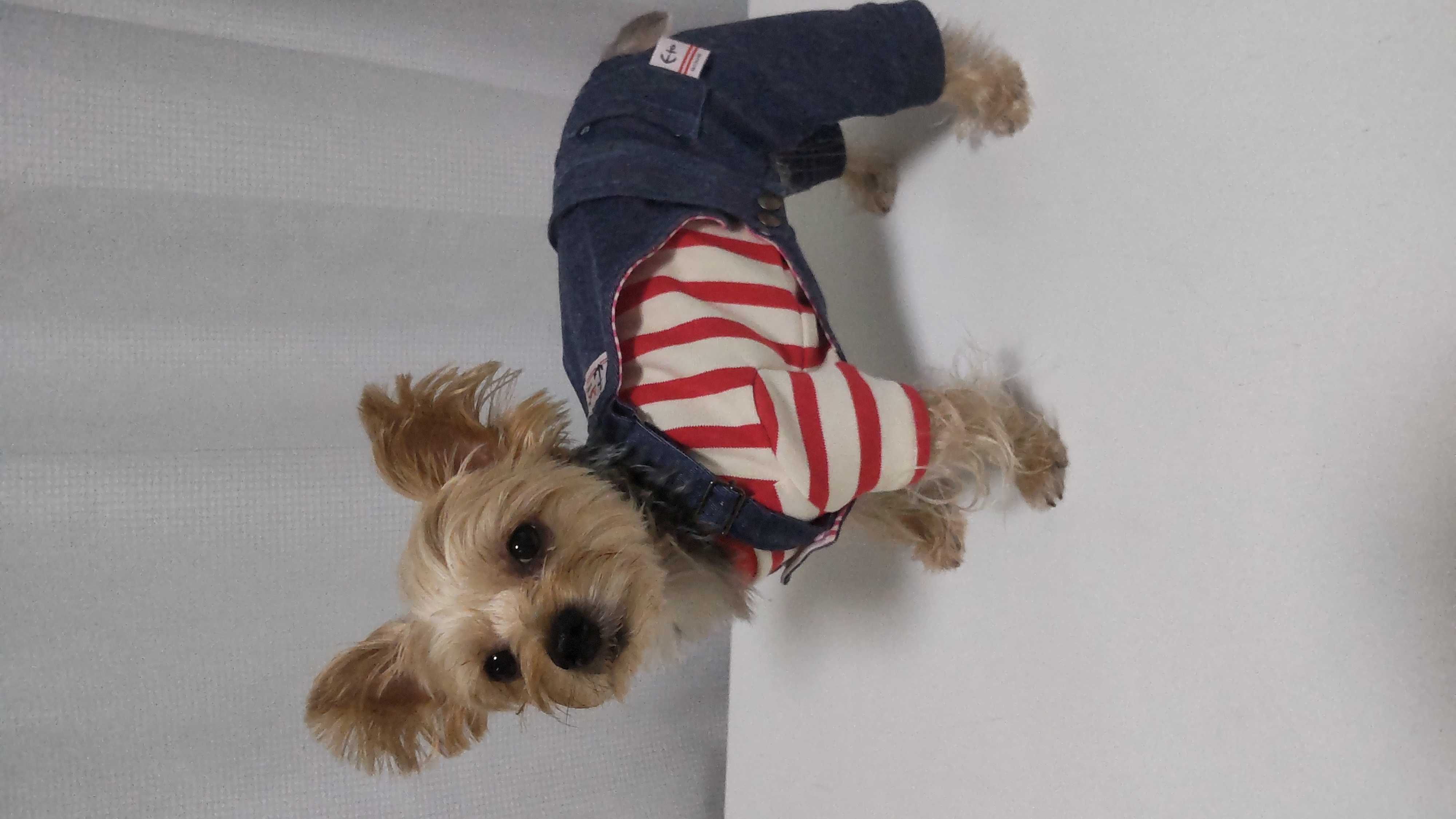 チャッキー?をイメージして作ったオーバーオールです(^_^; ヨーキーが好き 楽天ブログ