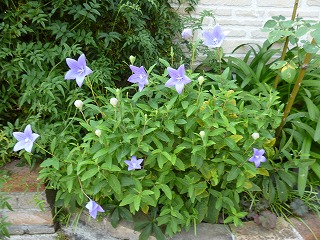 P1110135ss.jpg