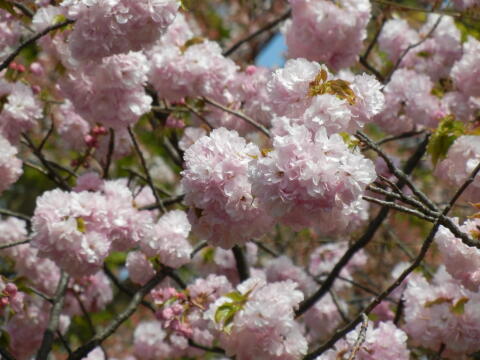 池上本門寺周辺の八重桜