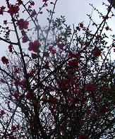 2013_0205_083436-DSCF1612.jpg