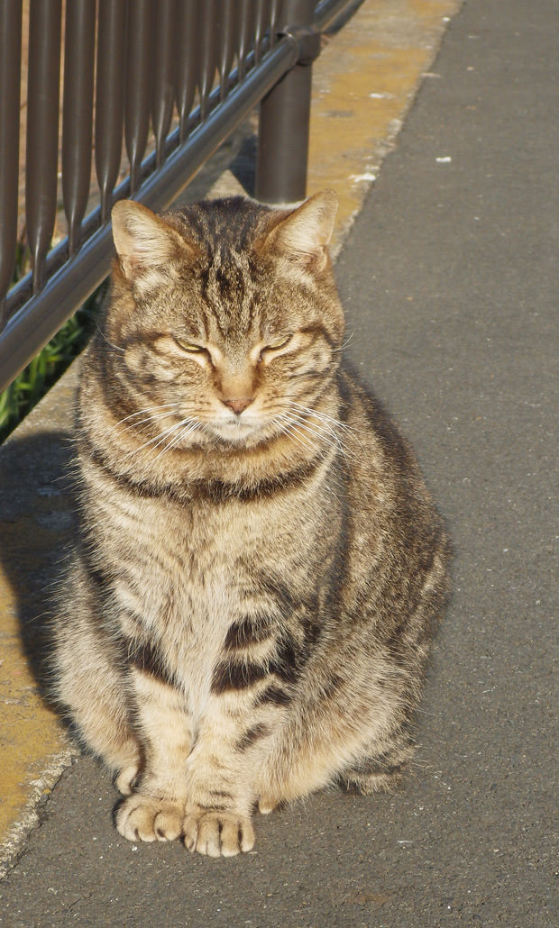 20160226猫.jpg
