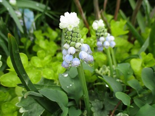IMG_0795ss.jpg
