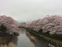 美祢 さくら公園 エクストールイン厚狭 スタッフブログ 楽天ブログ