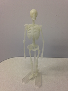 ミニチュア人体骨格モデル