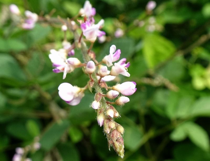 7月19日 今日の一花 ヌスビトハギ 盗人萩 Gazengamaのブログ 散歩中に出合った花と趣味の陶芸作品 楽天ブログ
