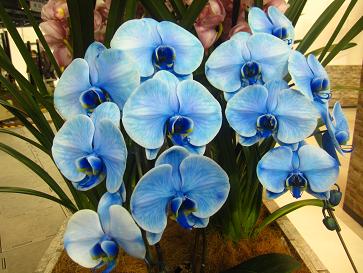 IMG_3185m.JPG