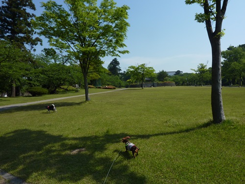 鶴岡公園散策