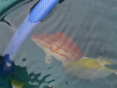 沖縄深海魚採集2013年4月9　スジキツネベラ（Bodianus leucostictus）