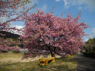 ベンチと桜