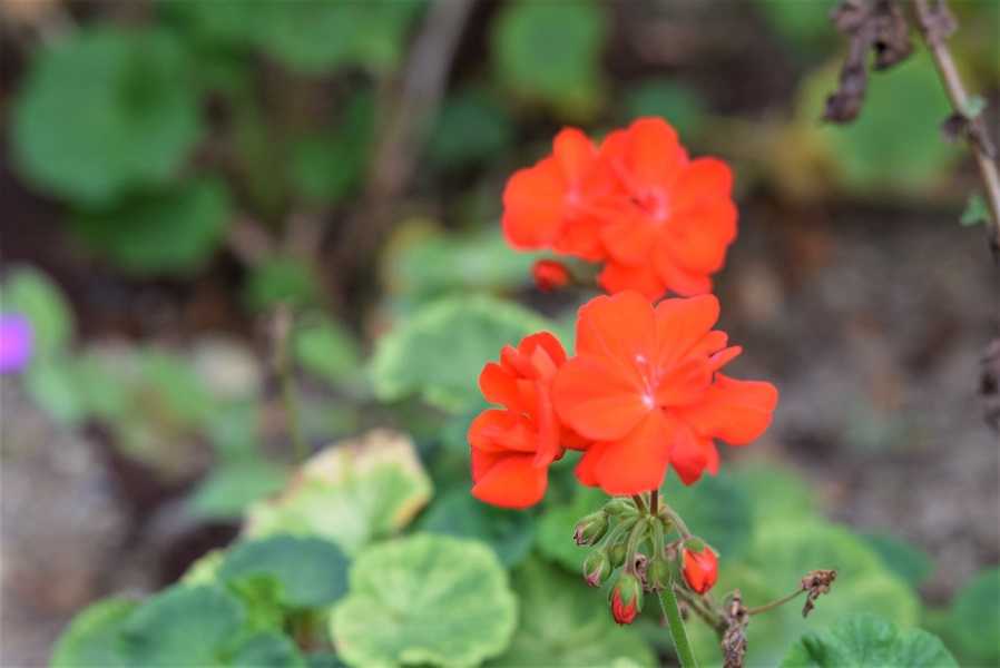 オーデコロンミントなど昨日の庭の花 むくのブログ 楽天ブログ