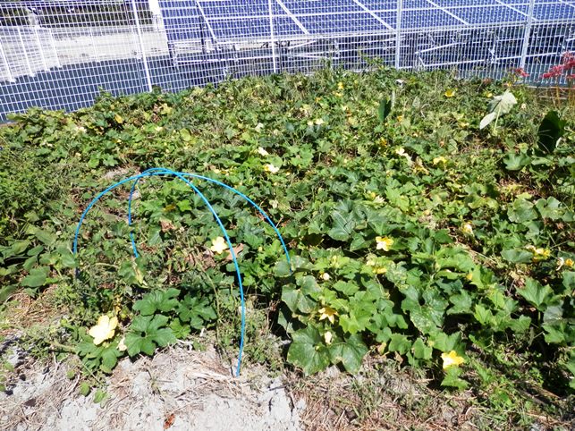 P9260001トウガン.jpg