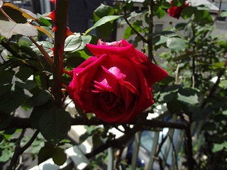 DSC03916.jpg