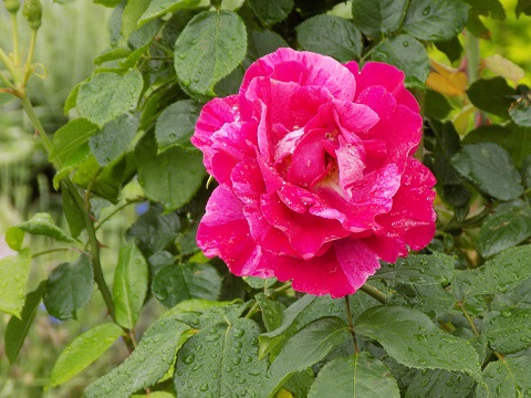 DSCN3918.JPG
