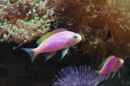 2014_1007ﾍﾞﾝﾄﾗ0003.JPG
