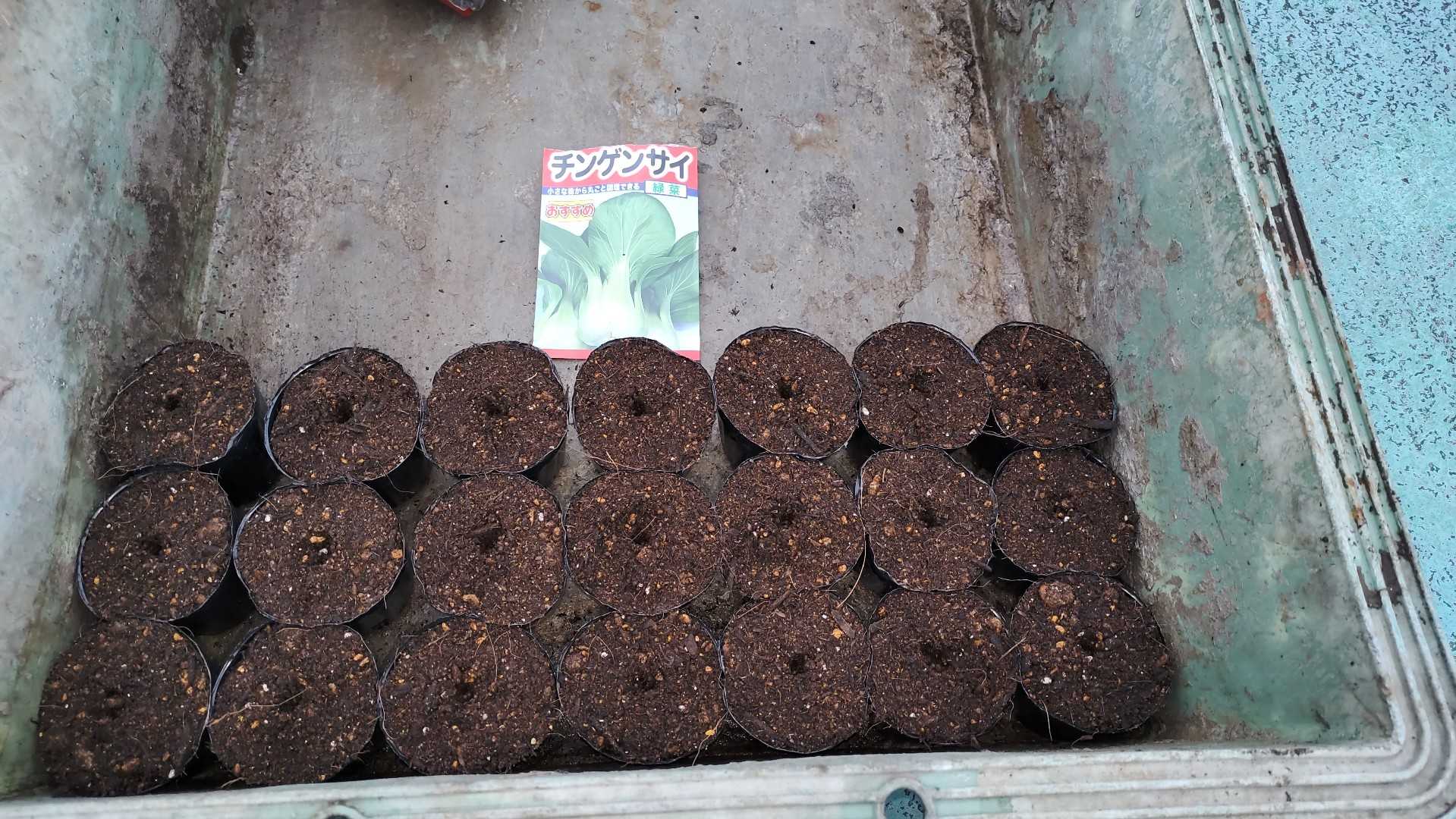 1 1チンゲンサイをポットで栽培 まーたいのブログ 楽天ブログ