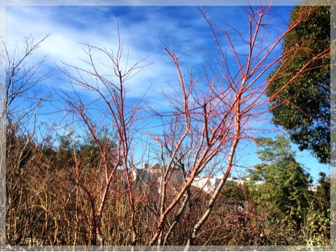 イロハモミジ(珊瑚閣)・カエデ科
