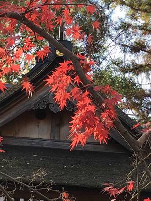 カツラの葉が変色 吉田屋の園芸ブログ 楽天ブログ