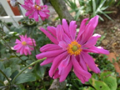 八重シュウメイギク