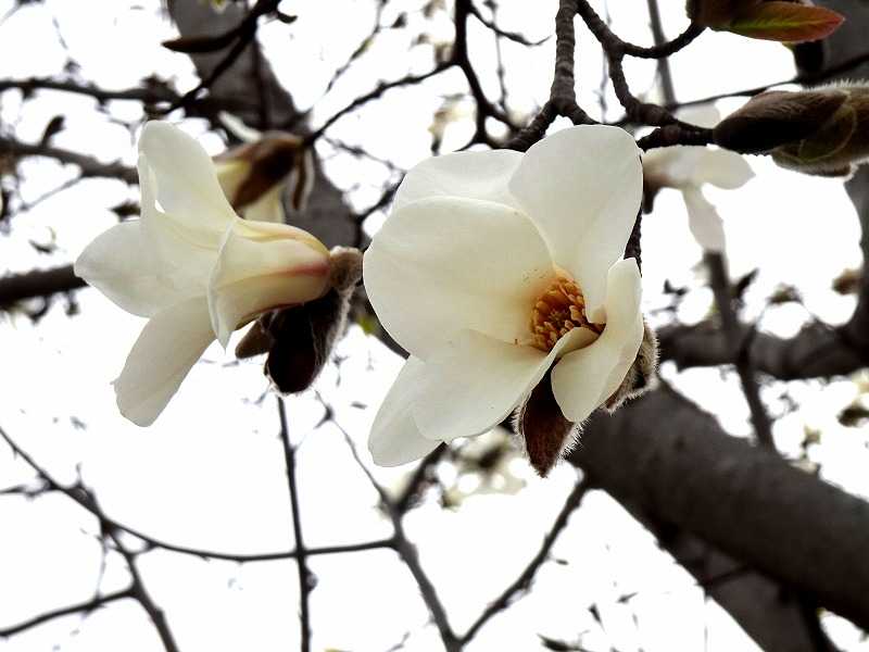 3月21日 今日の一花 コブシ 辛夷 Gazengamaのブログ 散歩中に出合った花と趣味の陶芸作品 楽天ブログ