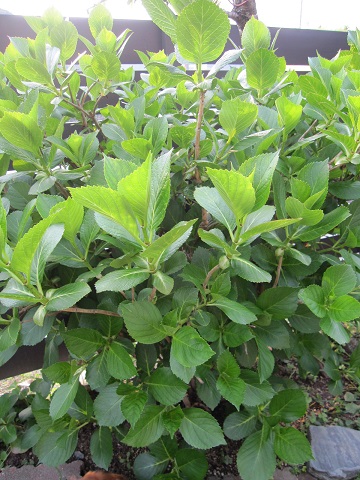 ajisai
