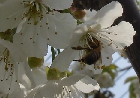 20130505ミツバチ君.jpg