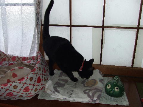 猫３.JPG
