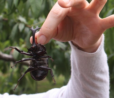 カブトムシ1.jpg