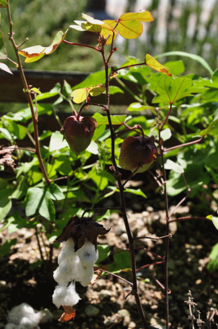 ワタの花