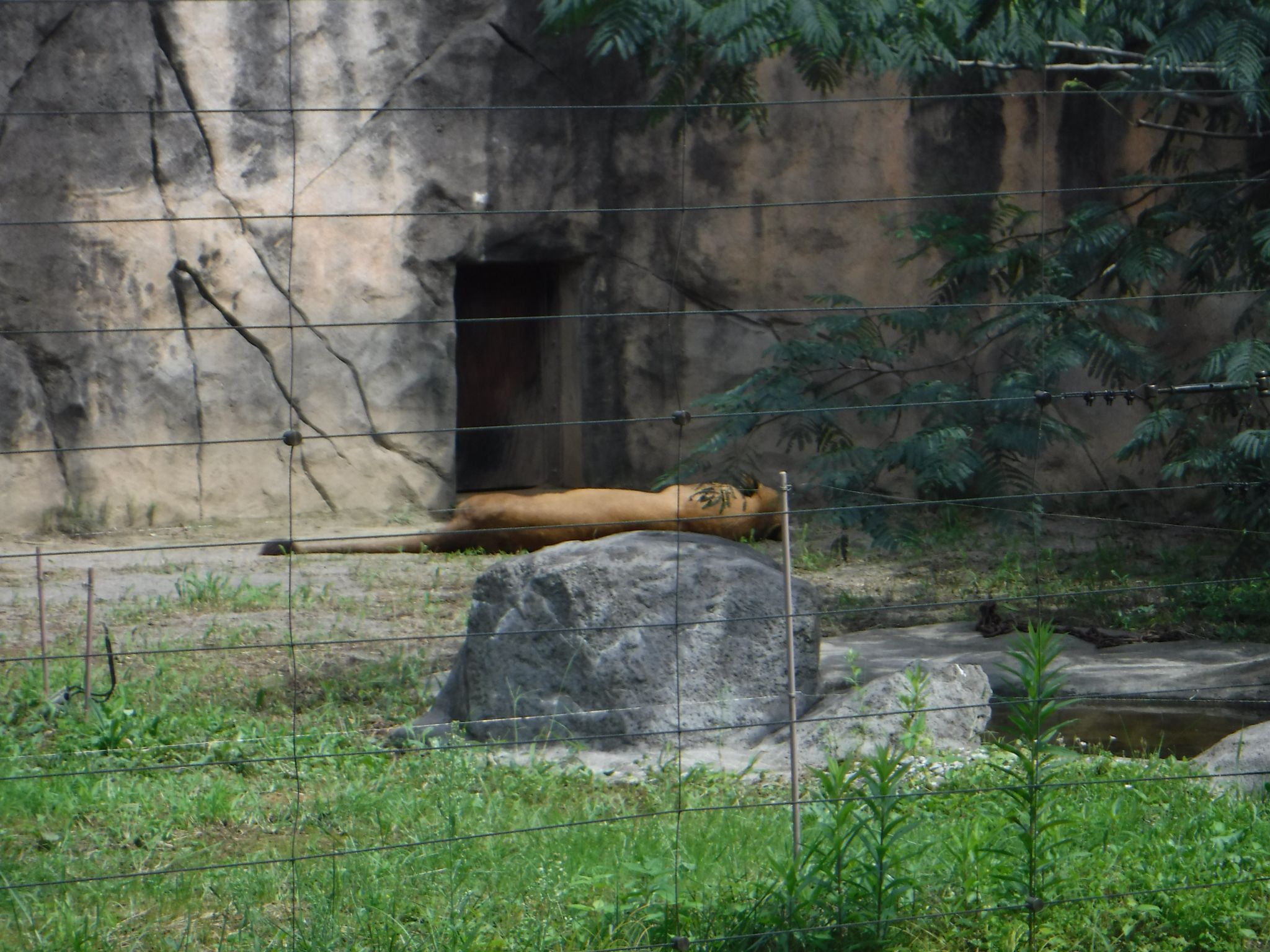 仙台市動物園のライオン 永眠 サッカーと犬とゲーム 楽天ブログ