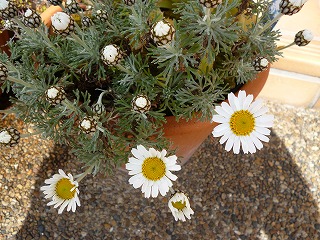 P1170014ss.jpg
