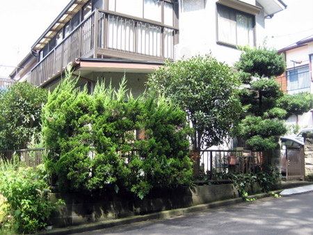 伸び放題の庭木