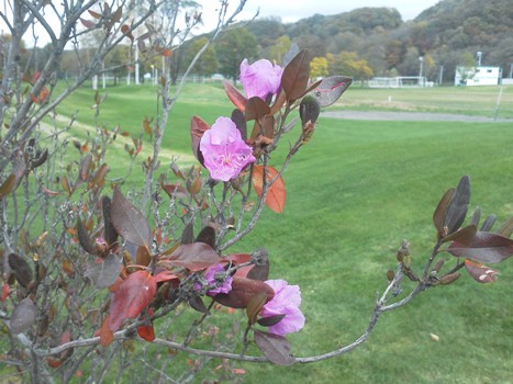 240727蕎麦畑他 004.jpg