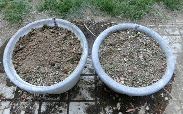 白のリコリスの球根の植替え のんびりガーデニング 楽天ブログ