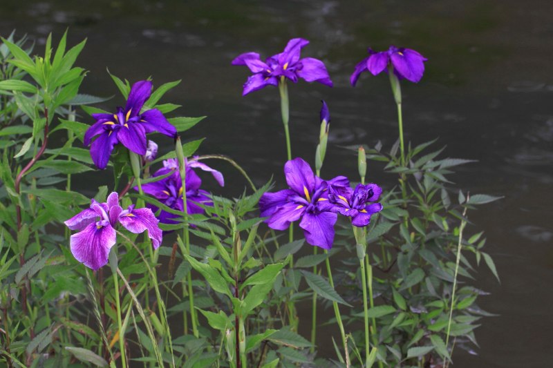 新旭花菖蒲園_08.jpg
