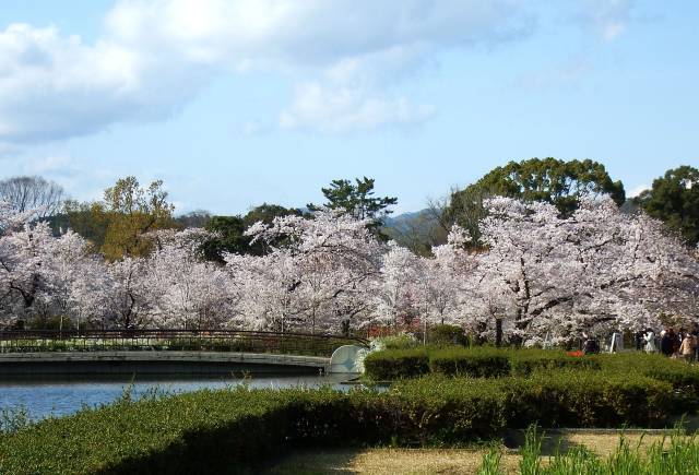 今年の桜は見納め 京都府立植物園 お散歩うさぎさんのブログ 京都 いろ色 楽天ブログ