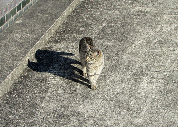 我が家のニャンコ♪2015/1/26-2