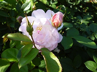 P1260374ss.jpg