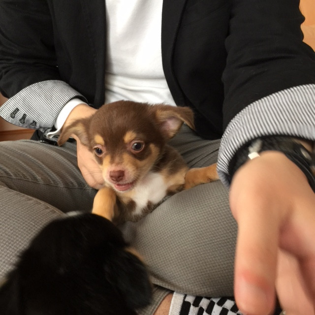 ちわわ(本命.jpg