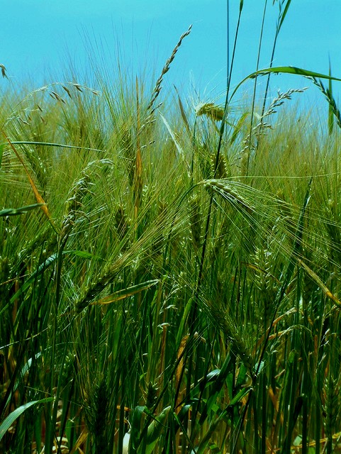 0608 grains and village01.jpg